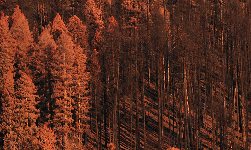 Photograph after the Los Alamos Fire 2011 - Tom Suhler